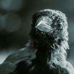 Black rook in rainy weather