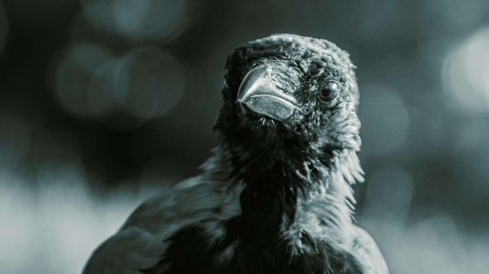 Black rook in rainy weather