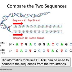 If one dna strand reads ccgtaatgcat